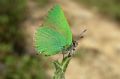 Callophrys rubi